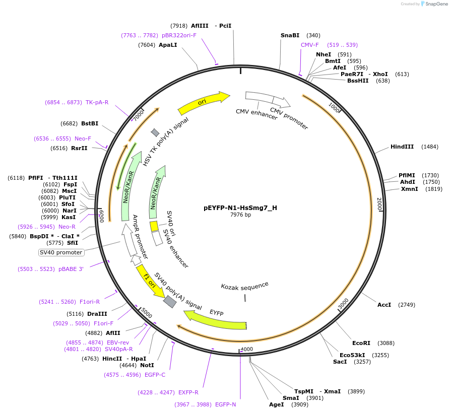 146476-plasmid-map-sequence-id-393063