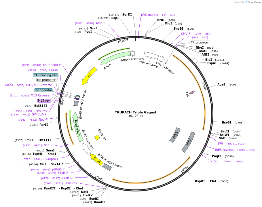 196054-plasmid-map-sequence-id-393090