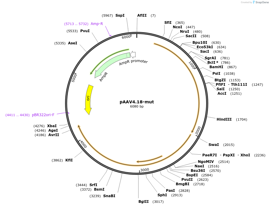 201062-plasmid-map-sequence-id-393101