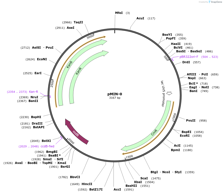 197782-plasmid-map-sequence-id-393135
