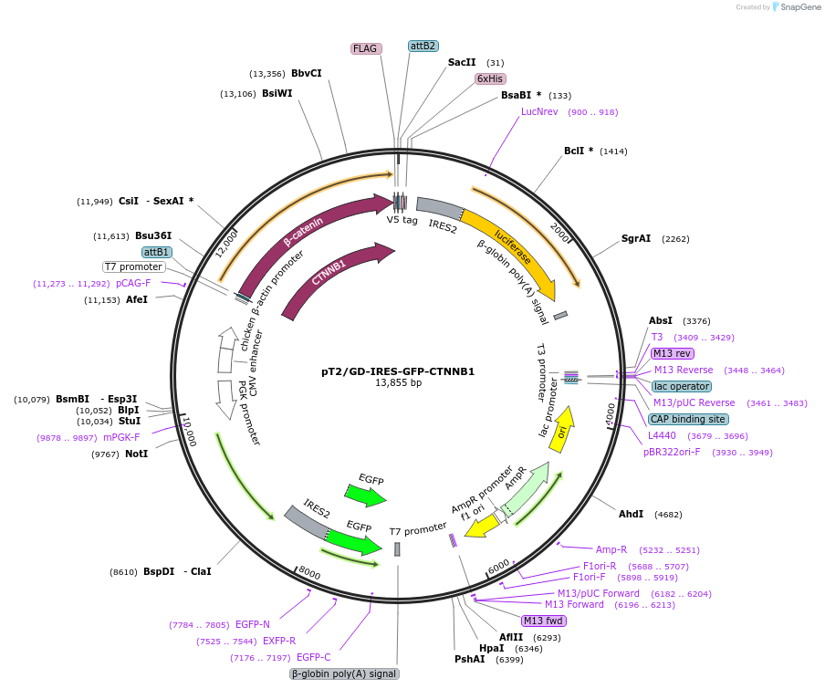 192868-plasmid-map-sequence-id-393139