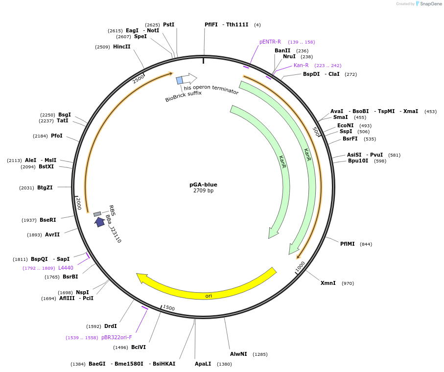 196336-plasmid-map-sequence-id-393157