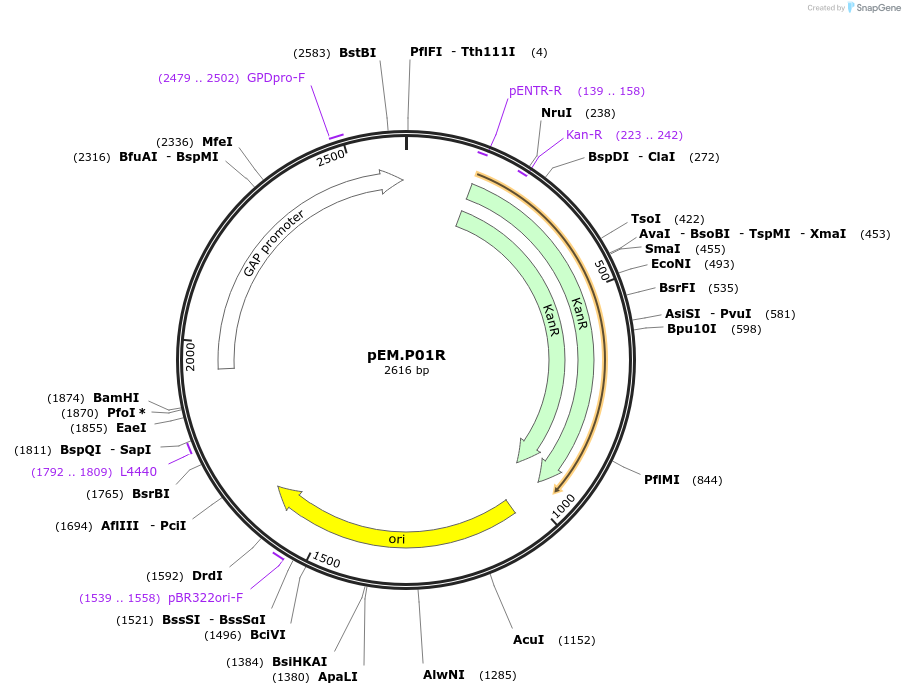 198642-plasmid-map-sequence-id-393168