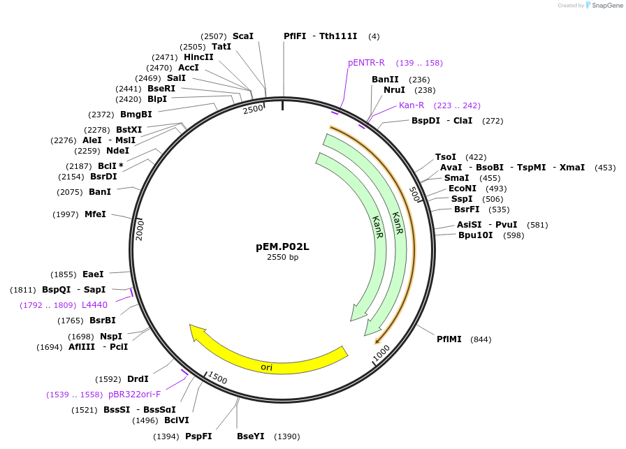 198643-plasmid-map-sequence-id-393169