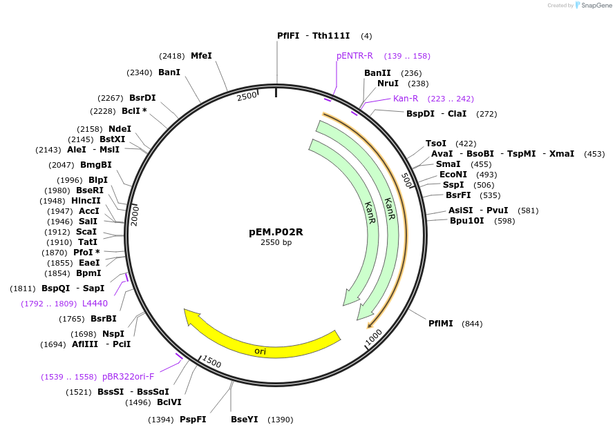 198644-plasmid-map-sequence-id-393171