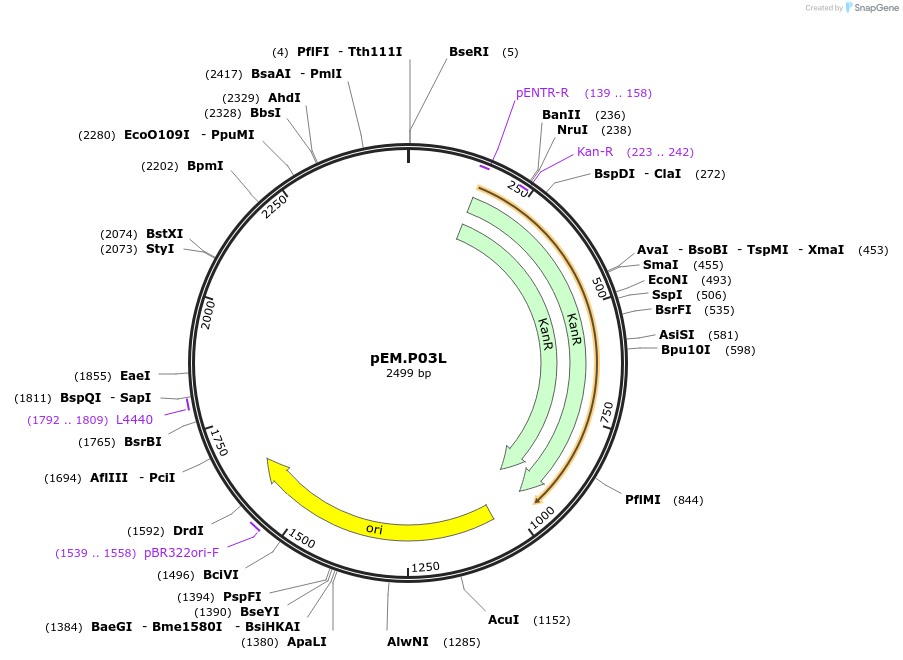 198645-plasmid-map-sequence-id-393172