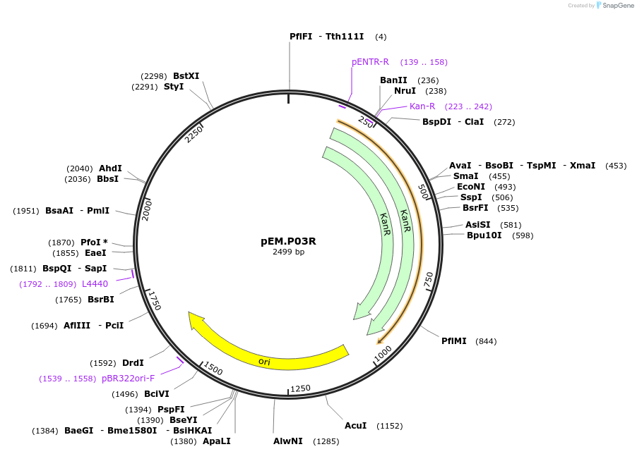 198646-plasmid-map-sequence-id-393174