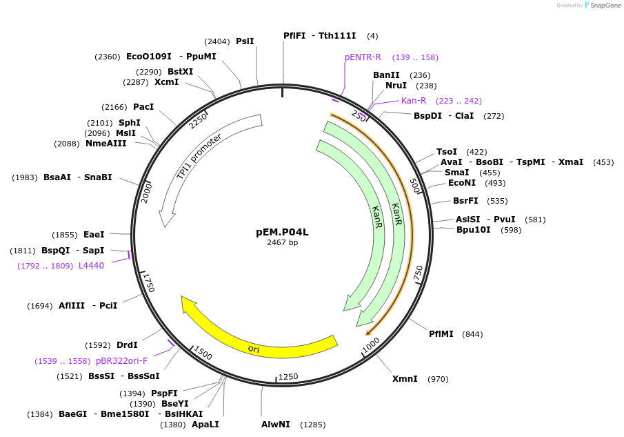 198647-plasmid-map-sequence-id-393175