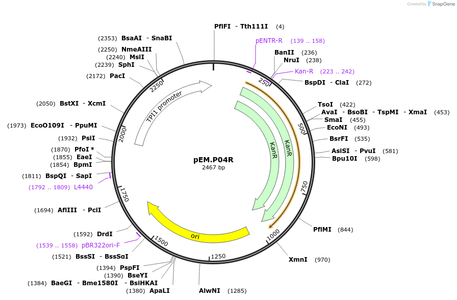 198648-plasmid-map-sequence-id-393178