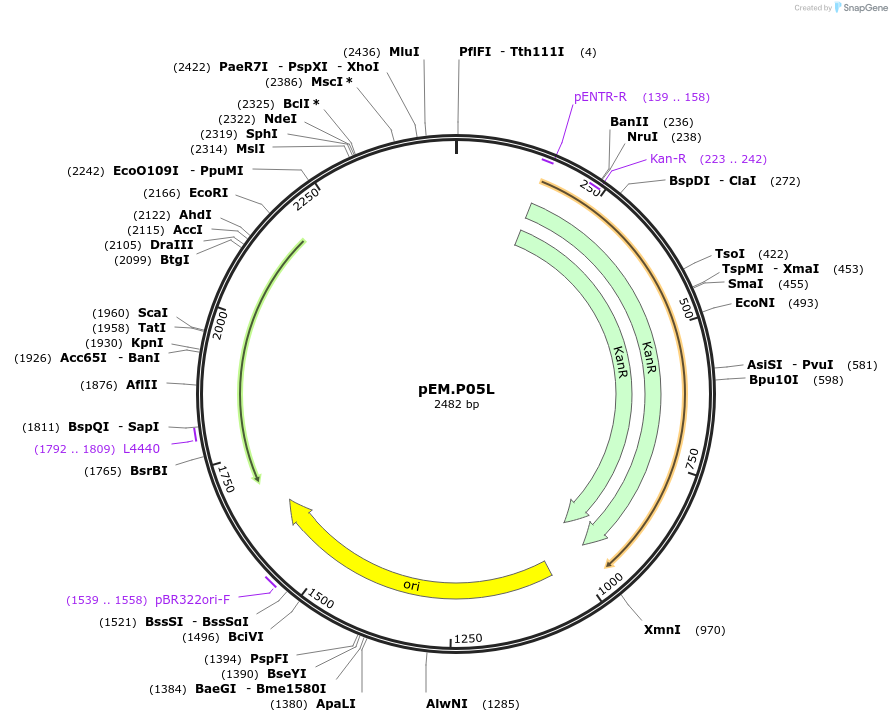 198649-plasmid-map-sequence-id-393179