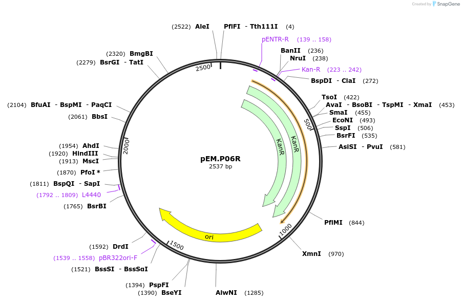 198652-plasmid-map-sequence-id-393184