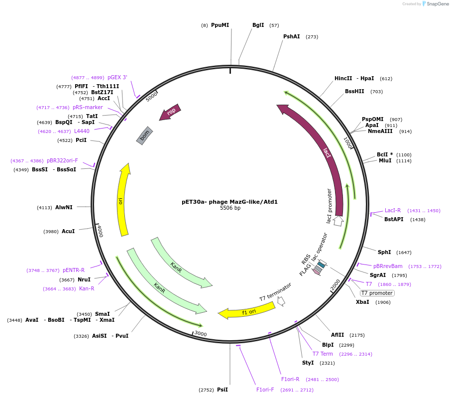 195244-plasmid-map-sequence-id-393185