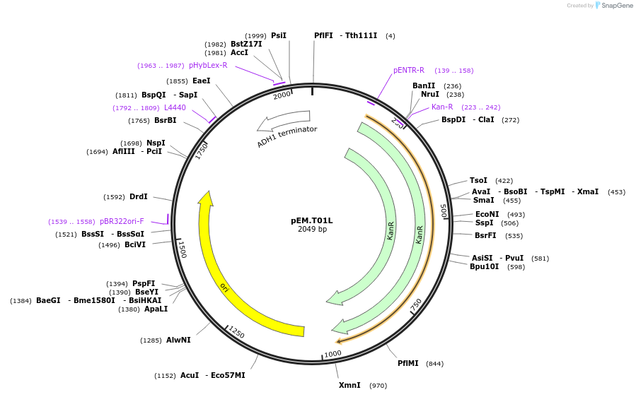 198653-plasmid-map-sequence-id-393186