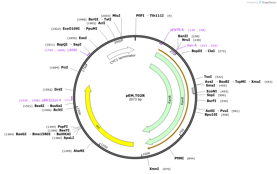 198654-plasmid-map-sequence-id-393187