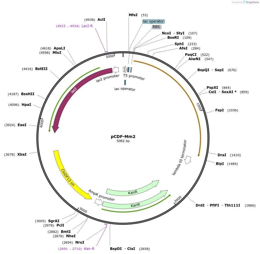 197100-plasmid-map-sequence-id-393189