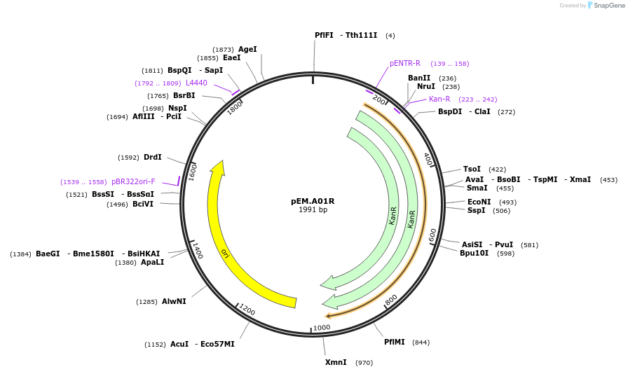 198656-plasmid-map-sequence-id-393192