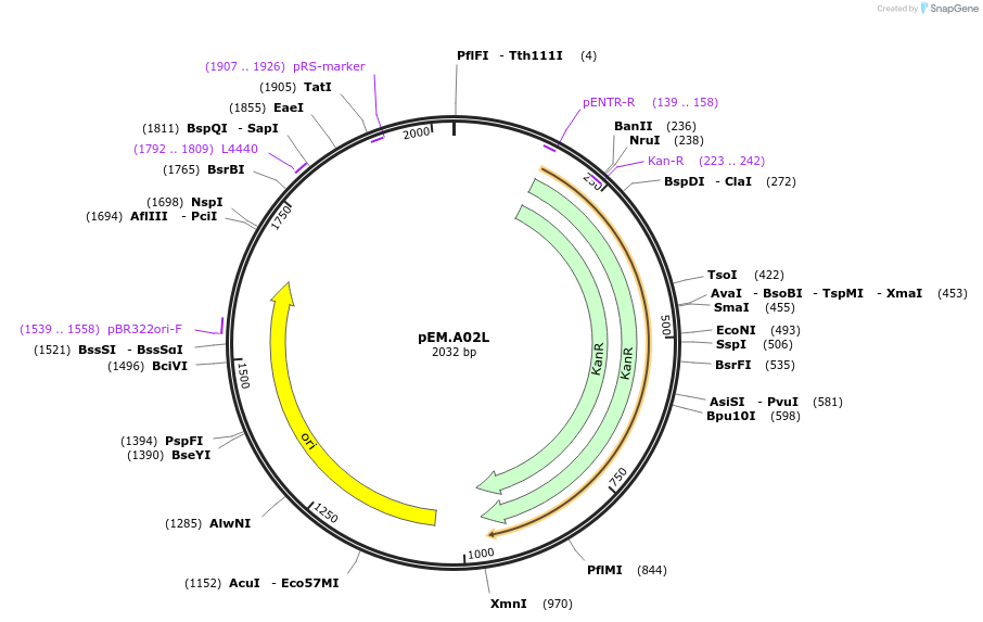 198657-plasmid-map-sequence-id-393195