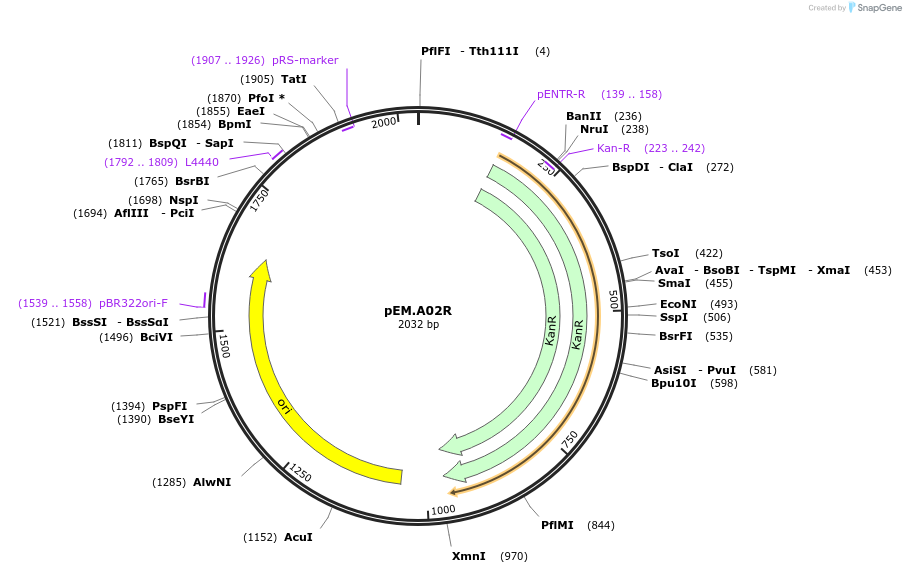198658-plasmid-map-sequence-id-393196