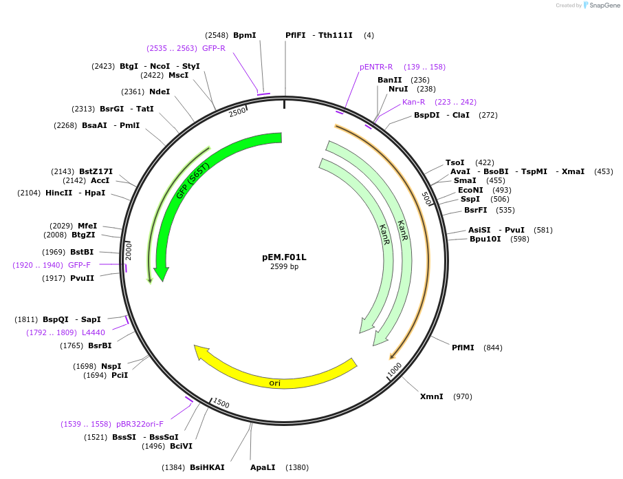 198659-plasmid-map-sequence-id-393198