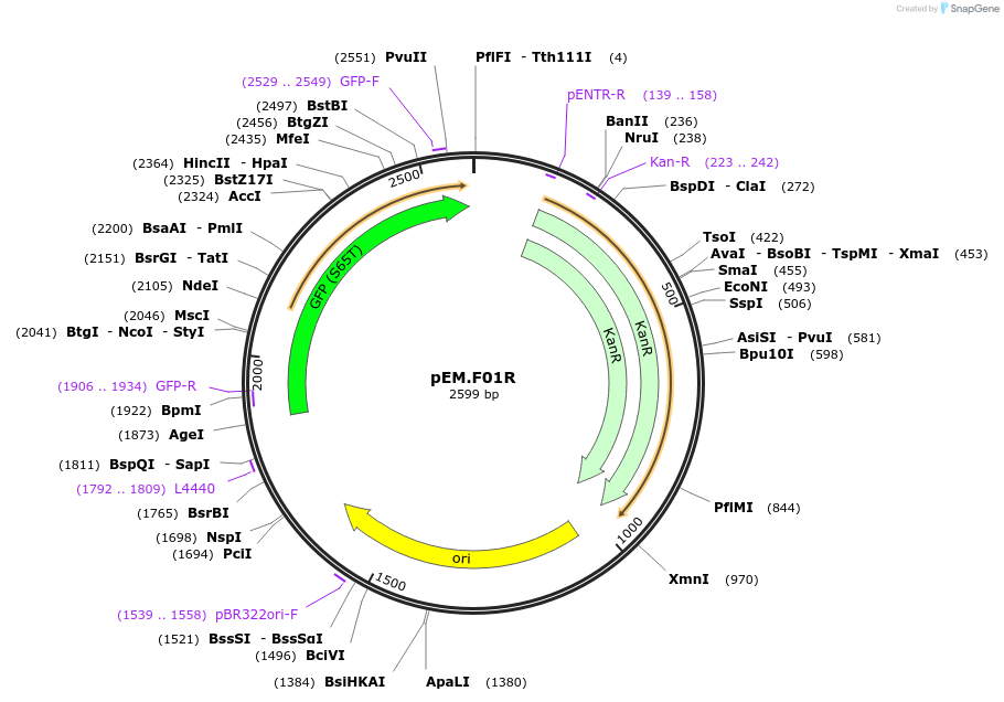 198660-plasmid-map-sequence-id-393199
