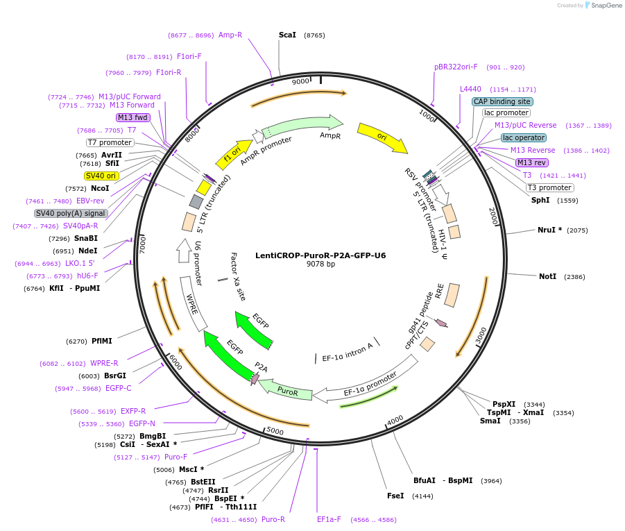 200029-plasmid-map-sequence-id-393200