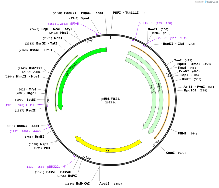 198661-plasmid-map-sequence-id-393203