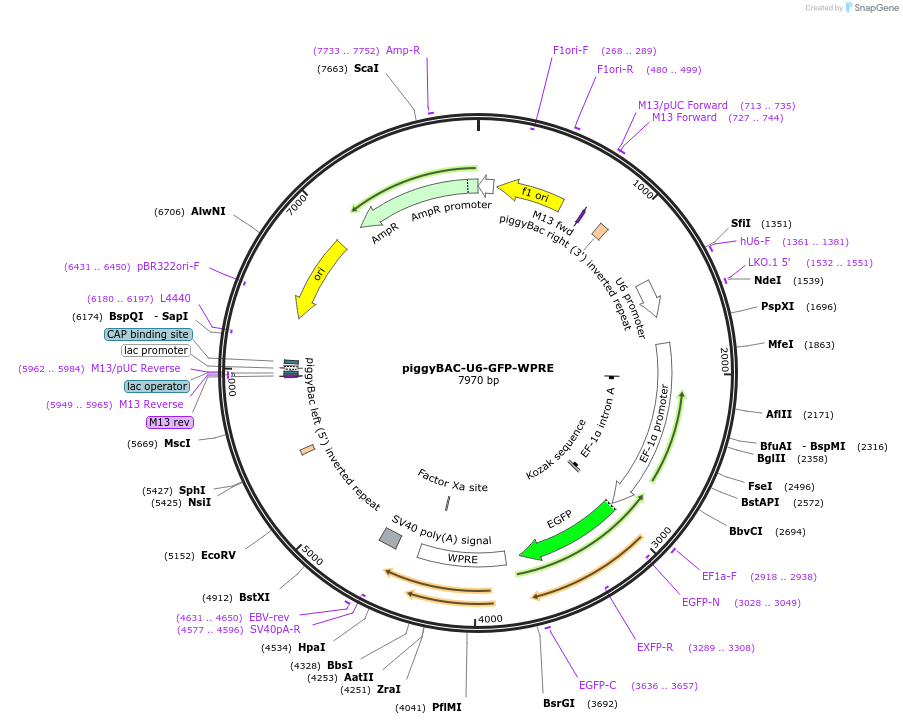 200030-plasmid-map-sequence-id-393204