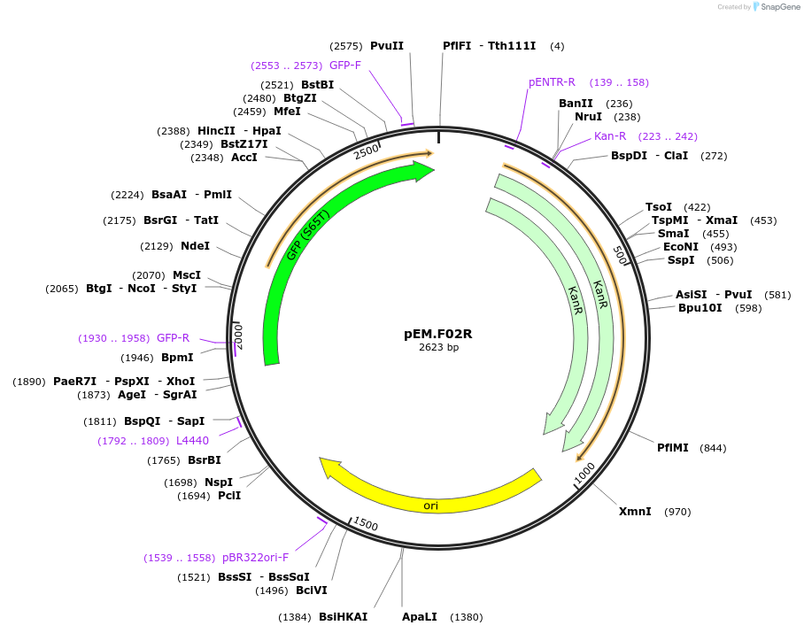 198662-plasmid-map-sequence-id-393205