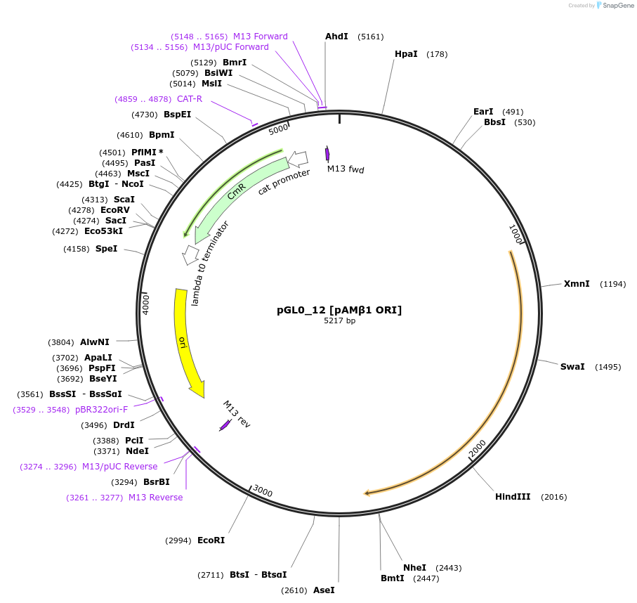 198926-plasmid-map-sequence-id-393206