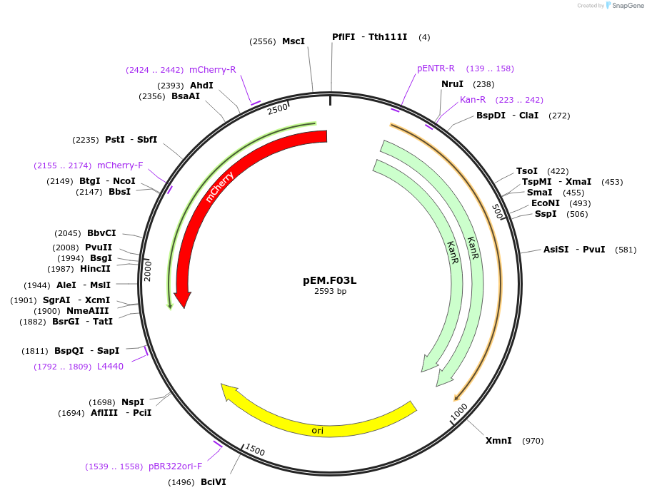 198663-plasmid-map-sequence-id-393207