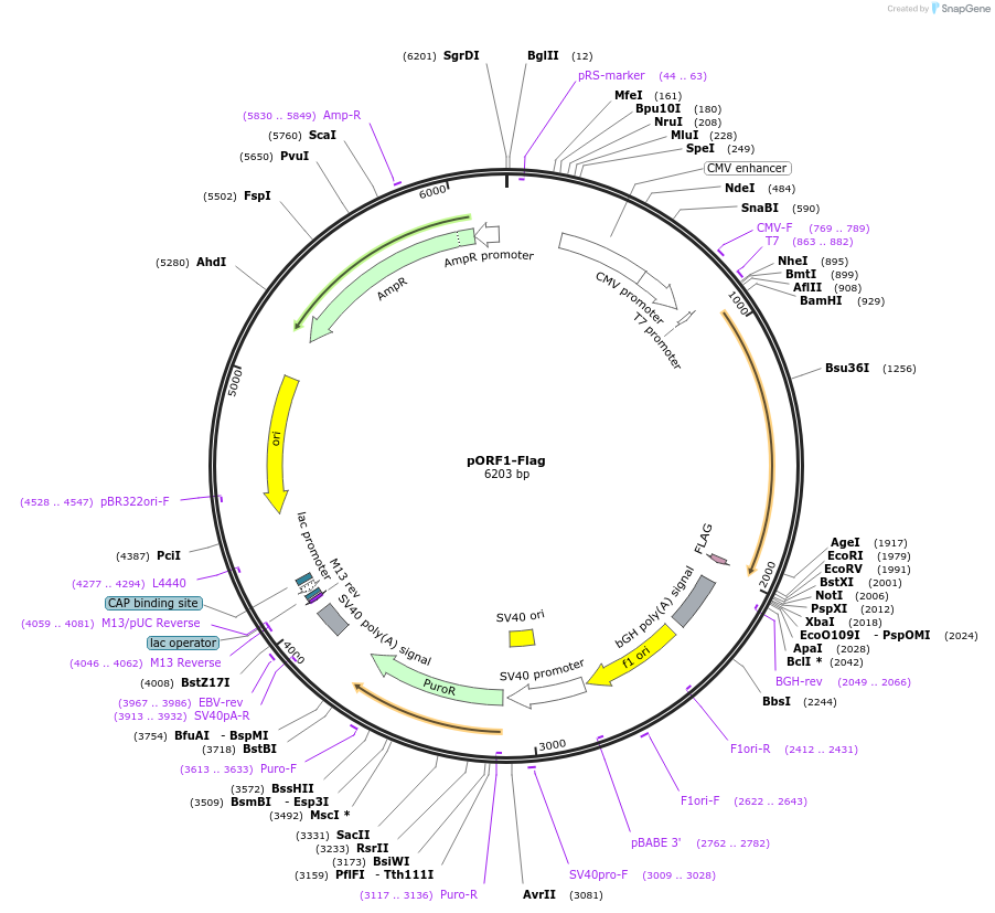 190565-plasmid-map-sequence-id-393221