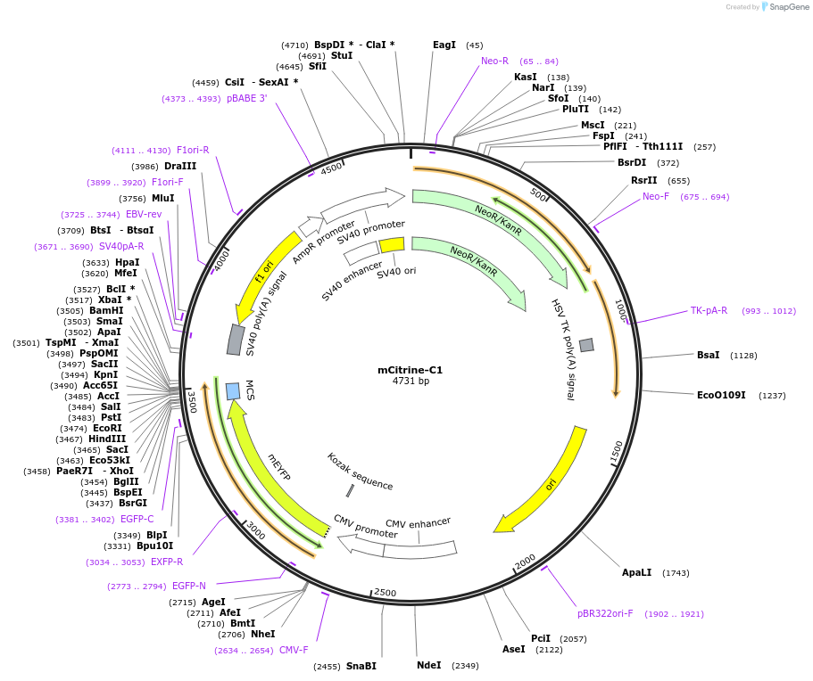 54587-plasmid-map-sequence-id-393233