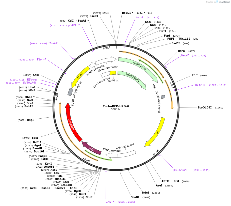 58047-plasmid-map-sequence-id-393235
