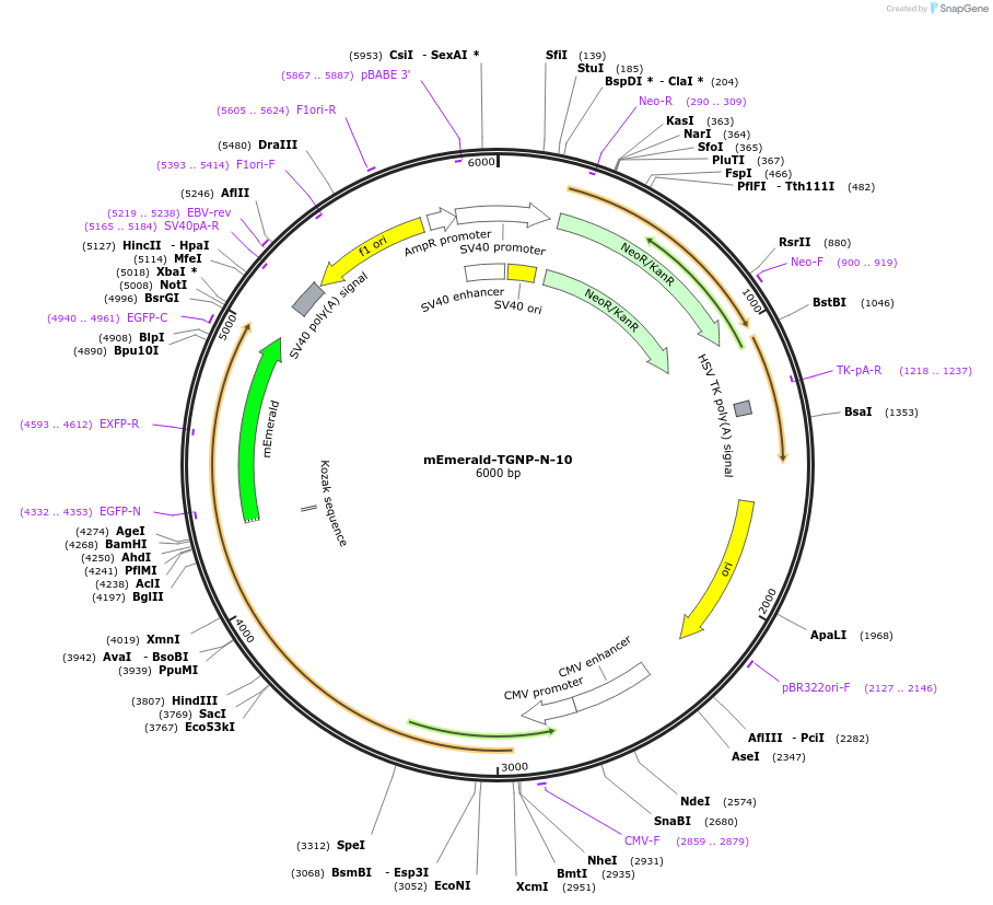 54279-plasmid-map-sequence-id-393236
