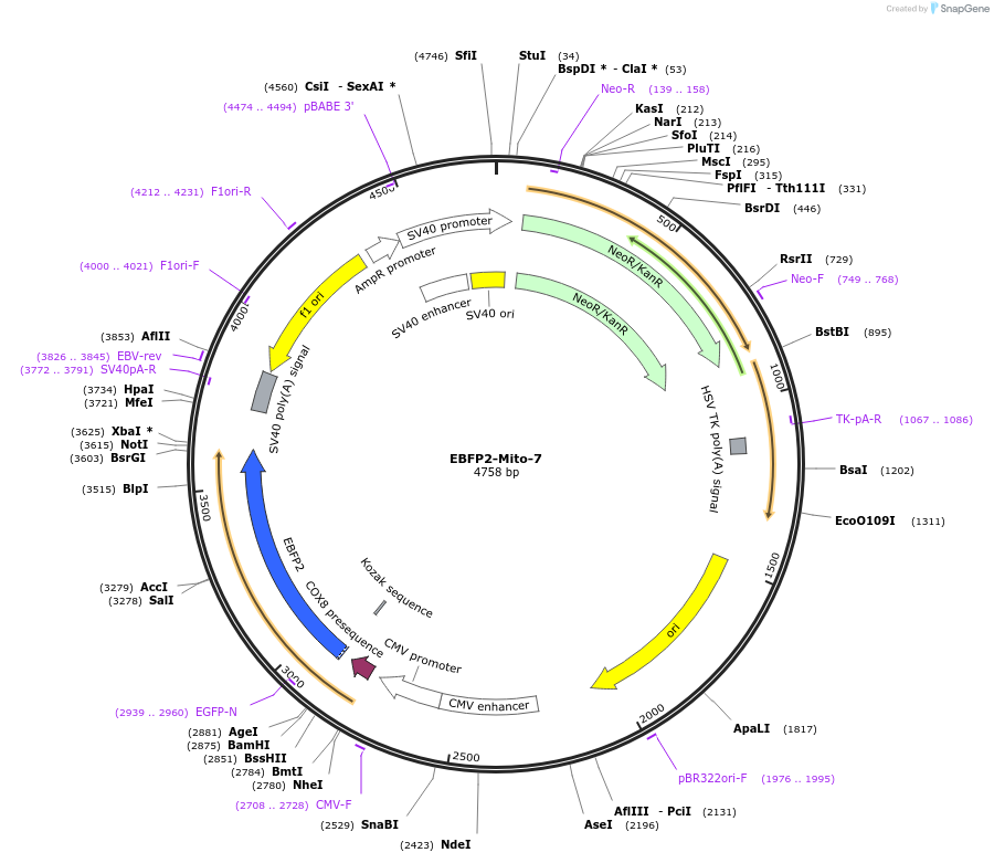 55248-plasmid-map-sequence-id-393238