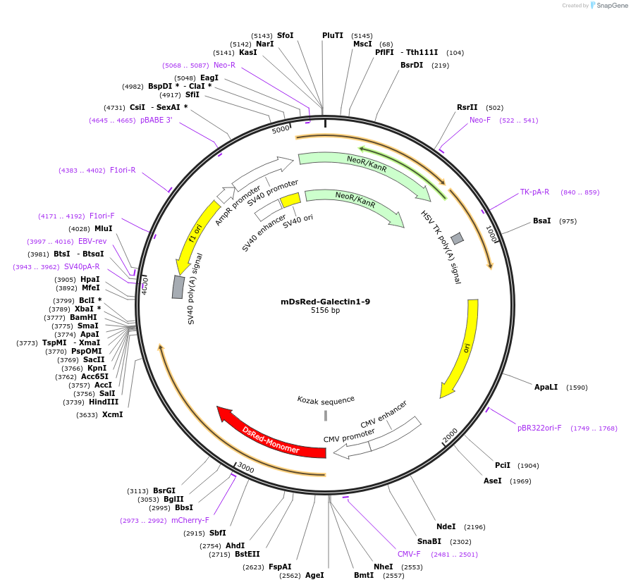 55831-plasmid-map-sequence-id-393240
