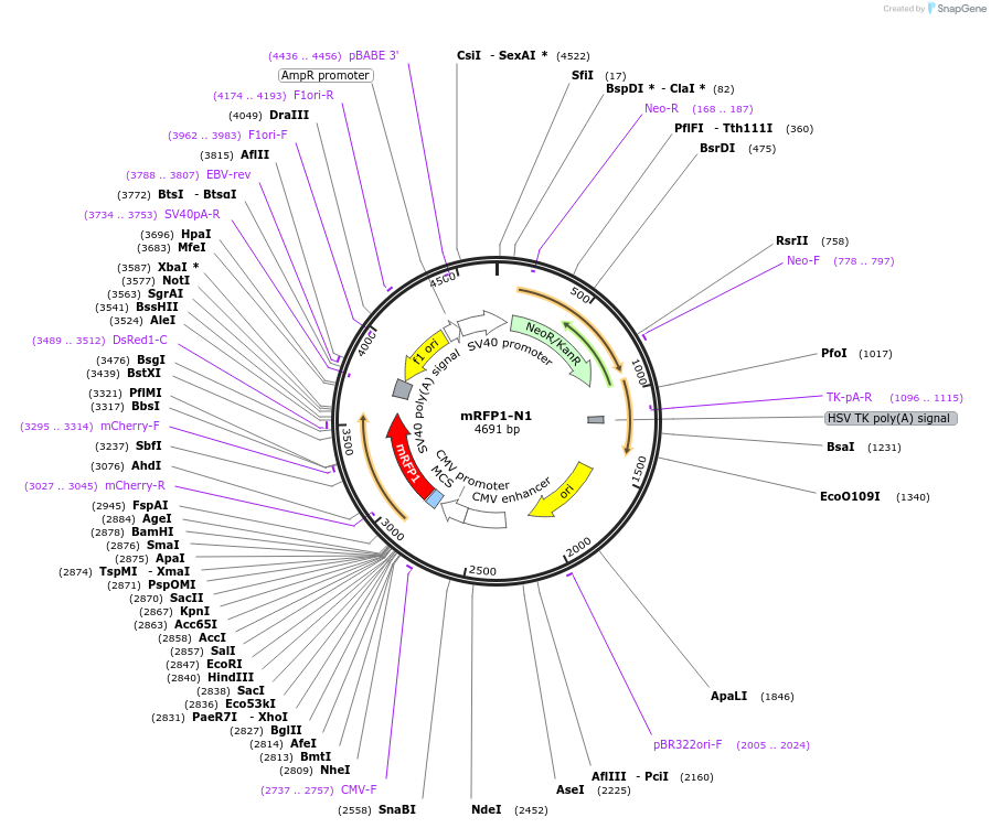 54635-plasmid-map-sequence-id-393241