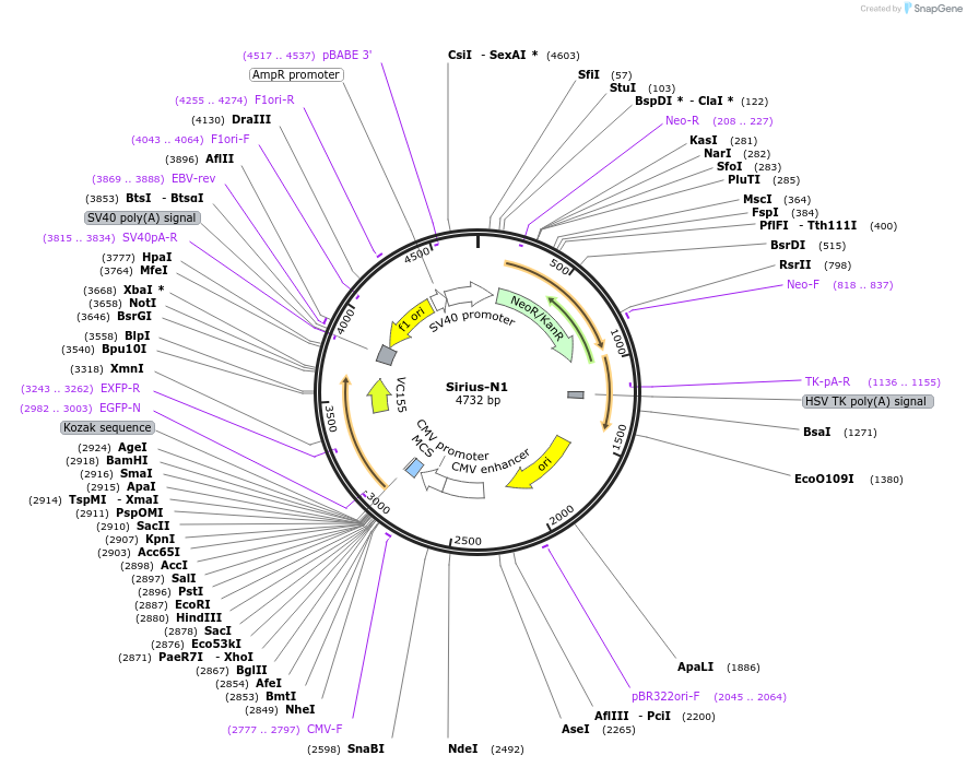 54506-plasmid-map-sequence-id-393242