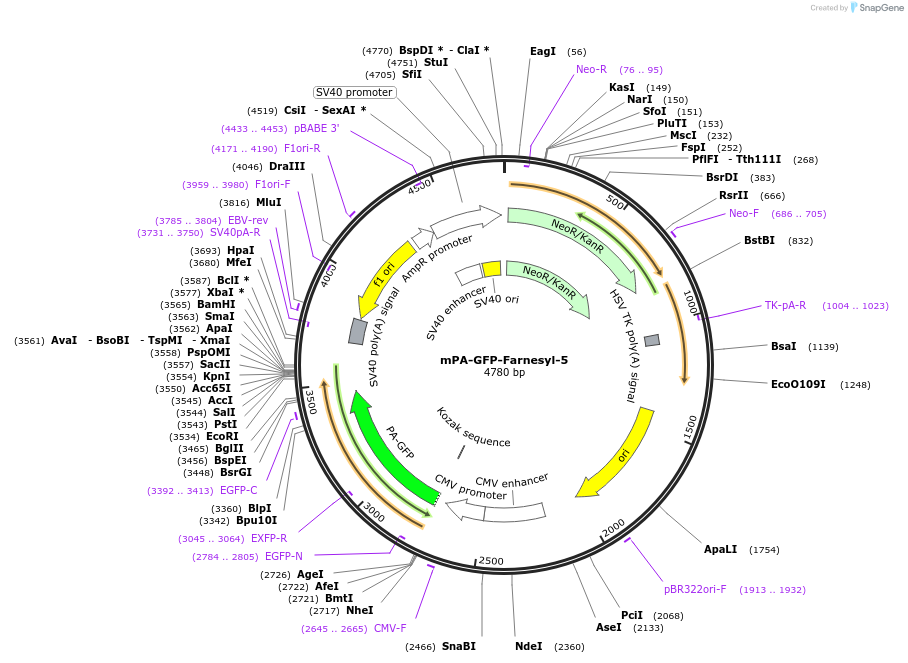 57133-plasmid-map-sequence-id-393243