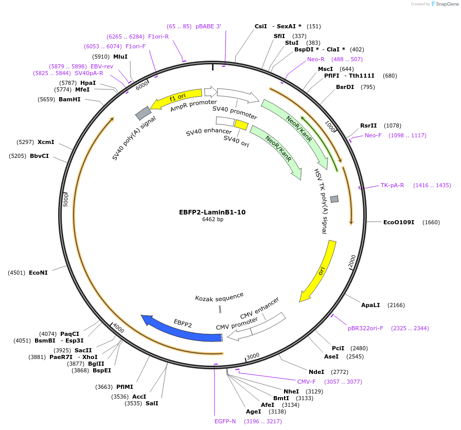 55244-plasmid-map-sequence-id-393245