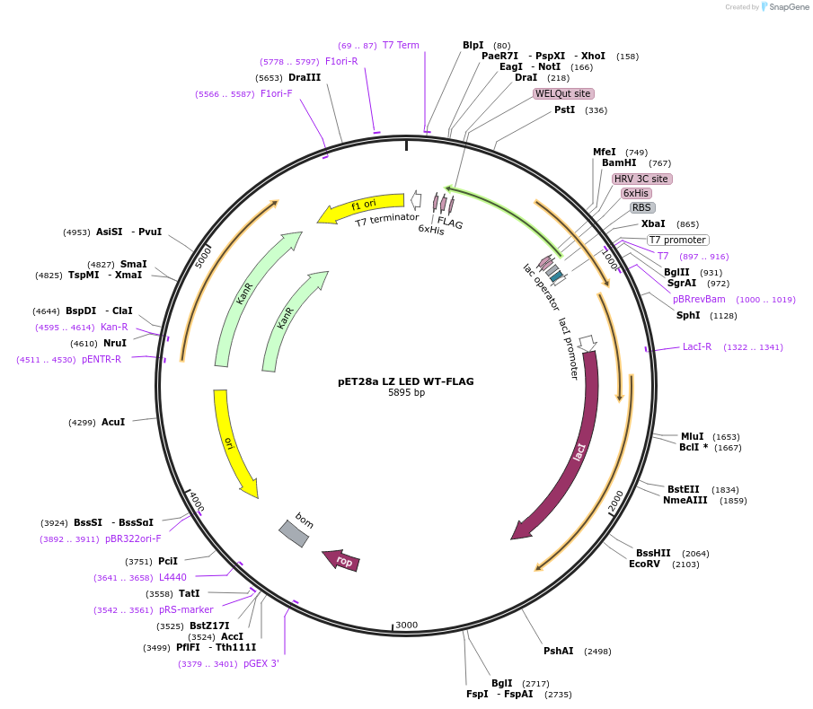 199679-plasmid-map-sequence-id-393246