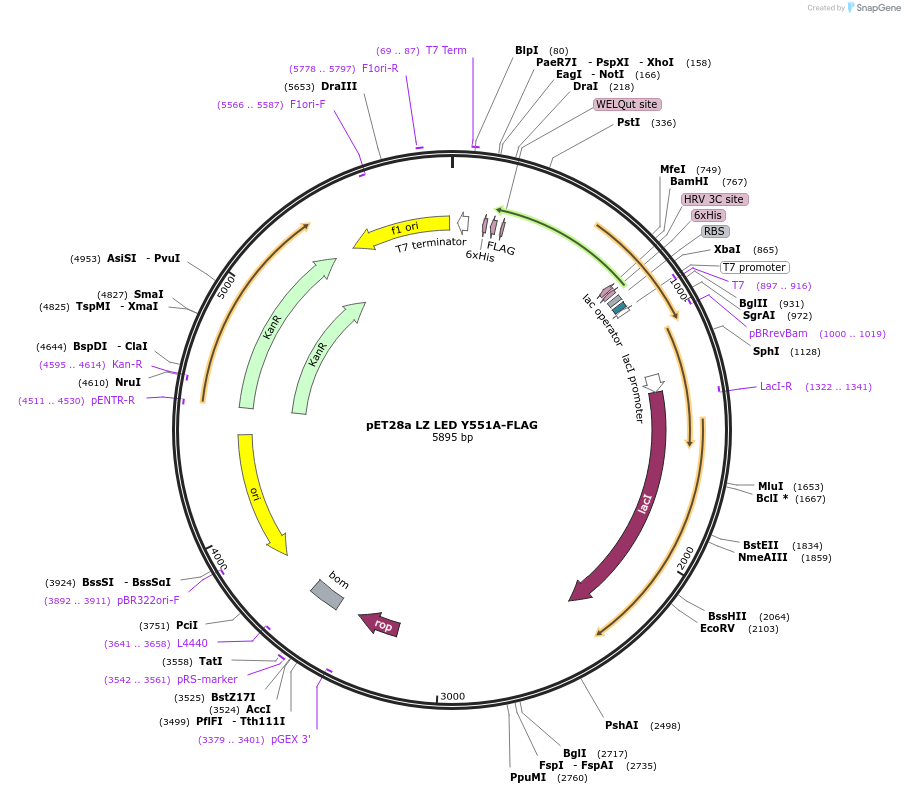 199680-plasmid-map-sequence-id-393247