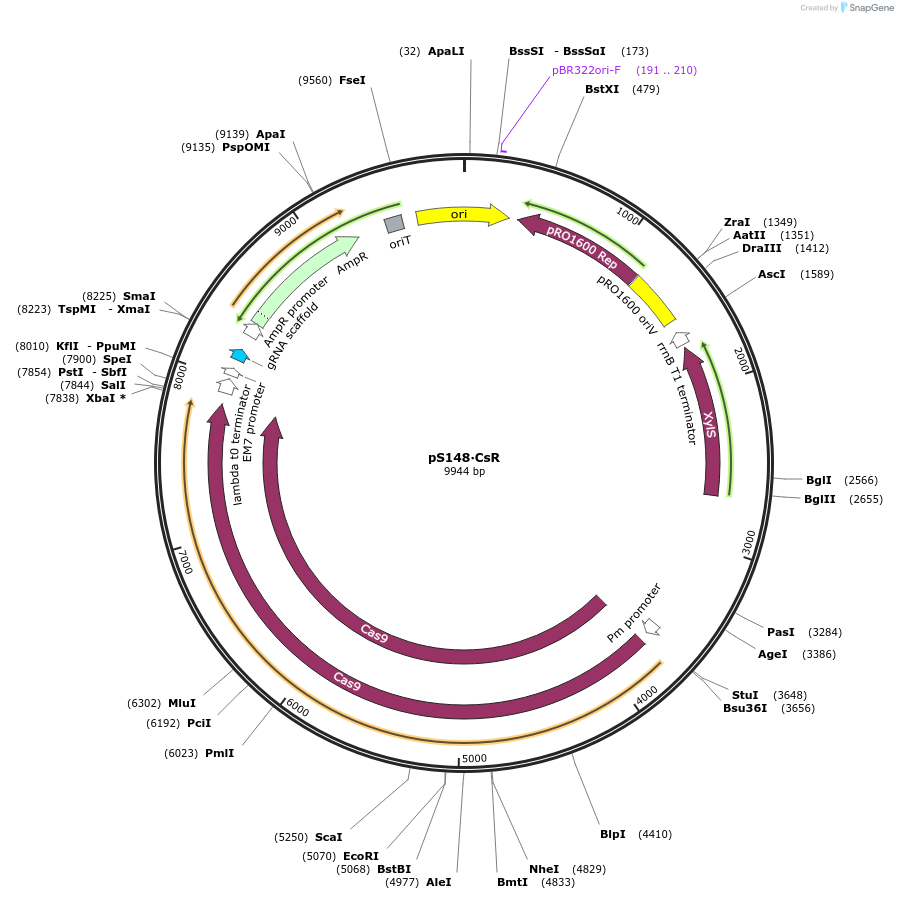 197858-plasmid-map-sequence-id-393255