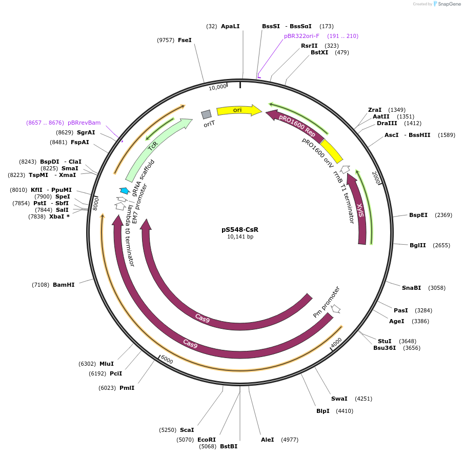 197859-plasmid-map-sequence-id-393256