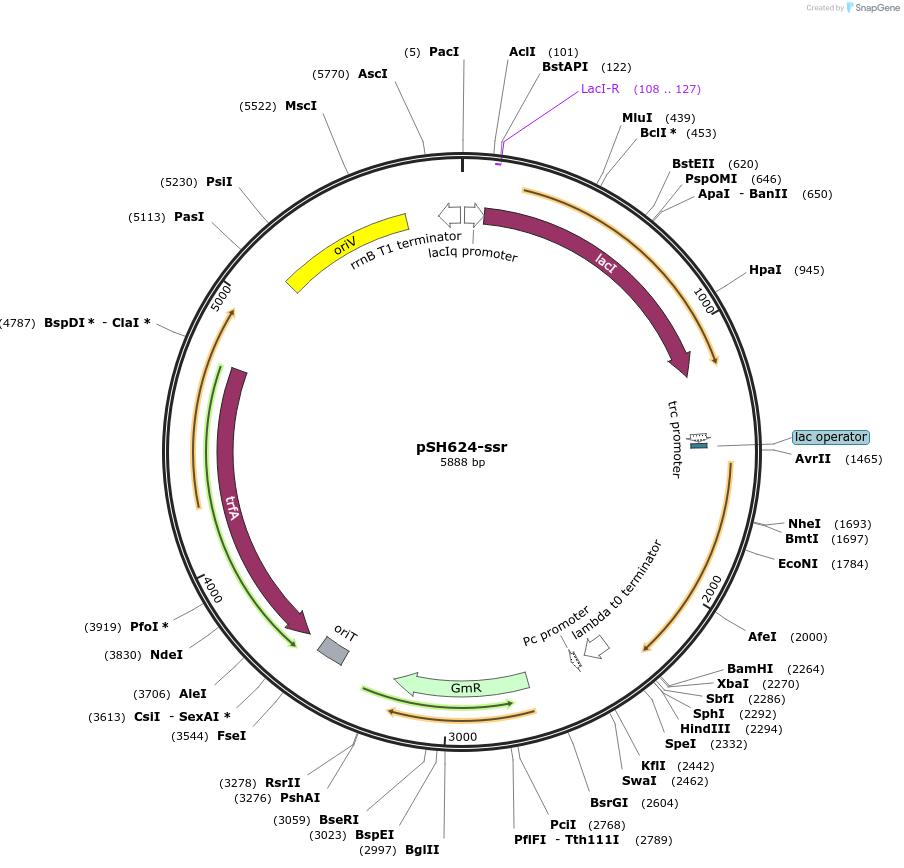 199241-plasmid-map-sequence-id-393257