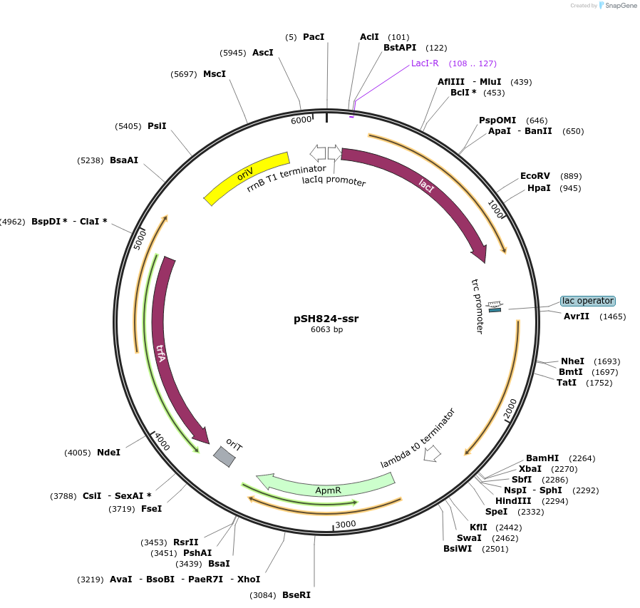 198027-plasmid-map-sequence-id-393258