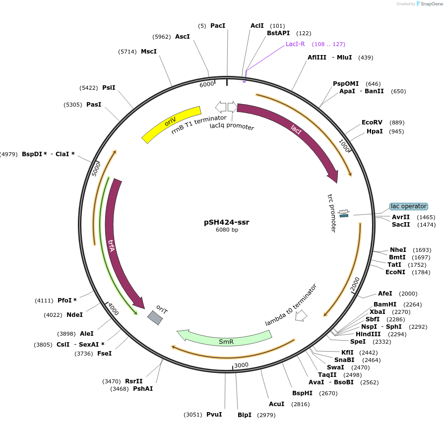 198026-plasmid-map-sequence-id-393261