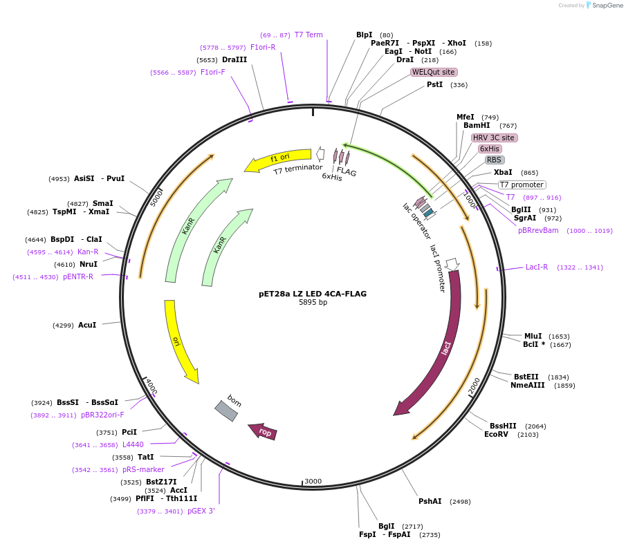 199681-plasmid-map-sequence-id-393265
