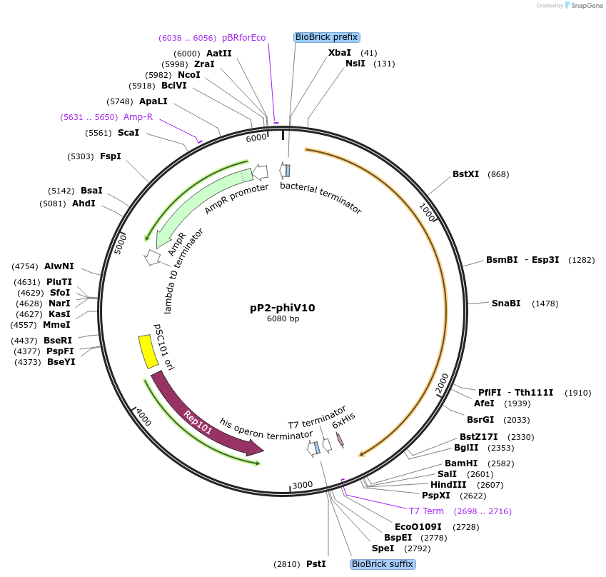 196333-plasmid-map-sequence-id-393266