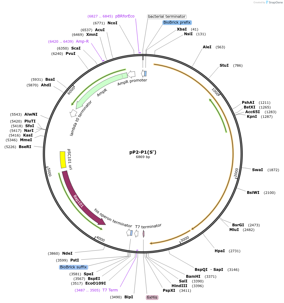 196334-plasmid-map-sequence-id-393267